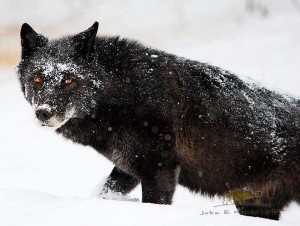 See amazing wildlife year around in Banff National Park in the Canadian Rockies.