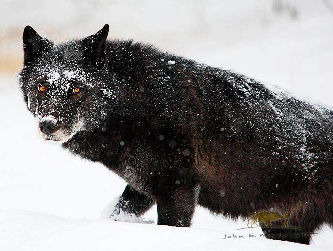 Wildlife in Banff National Park