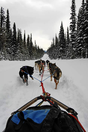 Dog sledding in Banff National Park in the Canadian Rockies.