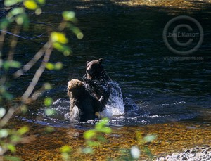 Grizzly bears play fighting in Banff National Park, Canadian Rockies.