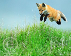 A leaping fox in an alpine meadow in the Banff National Park Canadian Rockies.