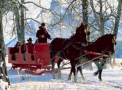 Horse drawn sleigh rides in the Canadian Rockies Banff National Park.