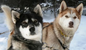 Dog sledding in Banff National Park, in the Canadian Rockies.