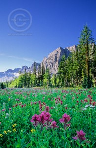 Wildflowers in the Canadian Rocky Mountains, Kootenay National Park, BC, Canada